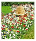 BALDUR Garten Frühlings-Zwiebelmix 'Bienen-Oase',50 Zwiebeln, Blumenzwiebeln, bienen- & schmetterlingsfreundlich, winterhart, pflegeleicht, blühend, Narcissus, Crocus, Allium, Tulipa, Anemone, Muscari