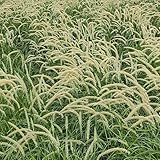 Ziergras - geschenke für gartenliebhaber seltene gartenpflanzen winterhart alte sorten balkonpflanzen bio 80Samen