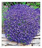 BALDUR Garten Winterharter Bodendecker Blaukissen 'Cascade Blue', 3 Pflanzen mehrjährig Steingarten, winterharte Staude, pflegeleicht, Wasserbedarf gering, blühend, Aubrieta x cultorum Cascade Blue