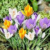 Botanische Krokusse Zwiebeln Mischung, 50 Exklusive Blumenzwiebeln, Mix von 5 Krokus Sorte aus Holland, Echte Winterharte und mehrjährig Crocus Knollen/Blumen/Zwiebel (kein samen) für Garten und Töpfe