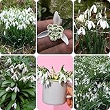 SchneeglöCkchen Zwiebeln, blumenzwiebeln frühblüher Seltene Pflanzen Serie garden, kräutergarten gartenblumen bodendecker exotische pflanzen blumenwiese herbstaussaat, frühlingsblumen 12pcs