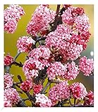 BALDUR Garten Duft-Schneeball Dawn, 1 Pflanze, Viburnum bodnantense Winterschneeball, winterhart, mehrjährig, pflegeleicht, blühend, Vanillie Duft, anspruchslose Pflanze