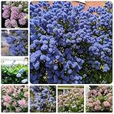 Säckelblume Ceanothus, Ceanothus, gartendeko für draußen bodendecker winterhart balkonpflanzen immergrüne 100Samen