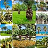 400 Pcs palmensamen kaufen - winterharte palmen bäume garten winterhart zimmerpflanze,Trachycarpus fortunei, exotische zimmerpflanzen pflanzen anzucht exotische pflanzen winterhart