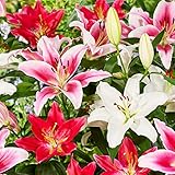 Orientalische Lilien Kollektion (15 Zwiebeln) in 5 Sorten, 3 von jeder Farbe, mehrjährig und winterharte Blumenzwiebeln, Mischung aus Holland für Garten (große Knollen, kein Samen, nicht künstlich)
