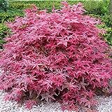 Acer palmatum 'Beni-Maiko' | Japanischer Ahorn-Laubbaum-Gartenpflanzenbaum im Topf