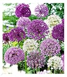 BALDUR Garten Zierlauch Allium-Mix 'Big Head', 12 Zwiebeln, Blumenzwiebeln, trockenresistent,winterhart, bienenfreundlich und schmetterlingsfreundlich, pflegeleicht, Wasserbedarf gering, blühend