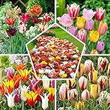 Ganzer Frühling Tulpenzwiebeln Mischung, 50 Zwiebeln, exklusive Tulpen aus Holland, 15 Sorten, winterhart und mehrjährig, Tulpen für Garten, Töpfe, Balkon (große Knollen, kein Samen, nicht künstlich)