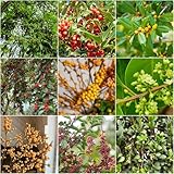 stechpalme Ilex - gartenpflanzen baumsamen nachhaltig einfacher Anbau sträucher winterhart Heilpflanzen heckenpflanzen Bergpflanzung blumensamen winterfeste 50samen