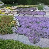 1000 pcs Kriechender Thymian Samen Blumensamen Bodendecker Winterhart Thymian Samen - KüChenkräuter, Hochbeet Balkon Kräuter, Pflanzen Flowers Pflanzen Für Balkonkästen Winterhart