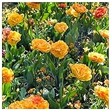 Plant & Bloom - Tulpenzwiebeln aus Holland, 25 Zwiebeln - Einfach zu züchten - Zum Pflanzen im Herbst, Frühlingsblüte - Orangenfarbwechsel-Blüten - Hochwertige holländische Qualität