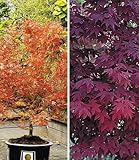 BALDUR Garten Japanische Ahorn Kollektion winterhart, 2 Pflanzen Ahornbaum,Fächerahorn, winterhart, pflegeleicht, Acer palmatum, Acer palmatum atropurpureum