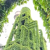 NO-GMO 80 Samen, Green Boston Ivy Samen, Wall Ivy Creeper Samen Kletterpflanze Outdoor Pflanzen Heirloom Samen