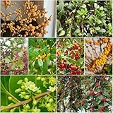 stechpalme Ilex - Seltene Serie baumsamen balkonpflanzen gartensamen Heilpflanzen sträucher winterhart nachhaltig blühende heckenpflanzen Bergpflanzung pflanzensamen 200samen