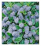 BALDUR Garten immergrüne Säckelblume Blauer Ceanothus 'Blue Mound', 1 Pflanze, Kalifornischer Flieder winterhart, trockenresistent, pflegeleicht, Wasserbedarf gering, blühend