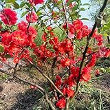 Malus spectabilis - blühende sträucher kaufen blumensamen mehrjährig winterhart blumensamen hängend exotische 120Samen