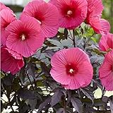 XXL Hibiscus moscheutos Carousel Pink Passion – Riesenhibiskus/Staudenhibiskus – Winterharte Gartenstaude mit XXL Blüten, mehrjährig, ideal für Beet & Kübel