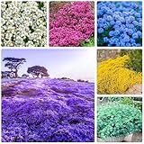 3000+Mischen Thymian, Bodendecker Winterhart Mehrjährig