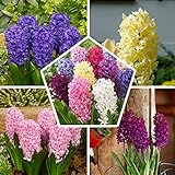 Duftende Hyazinthen (15 Zwiebeln) Kollektion, 5 Sorten, 3 von jeder Farbe, Mehrjährig, Winterhart Blumenzwiebeln Mix, Mischung aus Holland für Garten, Topf, Glas (große Hyazinth Knollen, kein Samen)