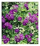 BALDUR Garten Rambler-Rosen 'Bleu Magenta', 1 Pflanze, Kletterrose winterhart mehrjährige Kletterpflanze, blühend, Rose 'Bleu Magenta', robuste und duftende Kletterrose