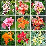 Canna Zwiebeln Knollen Pflanzen Kaufen FrüHlingsblüHer Blumen Blumenzwiebeln Mix Cannas Gartenblumen Blumenzwiebel Balkonpflanzen Balkon Garten Geschenk Canna Lily Zwiebeln 9Stück