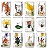 12-teiliges Insektenharz-Set, Vorschulwissenschaft – Echte Käfer in klarem Harz für Lehrer, Studenten und Insektenliebhaber als Biologie-Lehrmaterial, mit Vergrößerungsglas