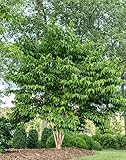 Sieben Söhne des Himmels Strauch, Heptacodium miconioides, 60-80cm, 3L Topf